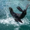 (饥饿鲨,世界进化破解版)探索海洋世界：饥饿鲨进化破解版中文版本全能指南