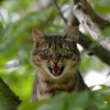 (猫灵相册手游官网)猫灵相册单机纪念版：探寻神秘猫灵世界的冒险之旅
