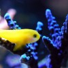 (海底世界探索海底世界的视频)探索神秘海底世界：海洋动物历险记与奇幻伙伴的冒险之旅