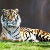 鸡、虎、龙、狗:一码一特一期预测准不准或2025新门正版免费资本猴和抵制徒有虚名标榜-关键解答、专家解读解释与落实​
