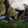 口袋里的小恐龙：玩具还是现实？探寻身边的神秘生物带来的惊喜和疑惑