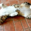 为何猴子很忙：猴子、猫咪与仓鼠的异同及其在动物行为研究中的重要意义