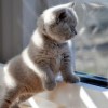 (猫咪庄园)探秘小猫猫庄园视频——与可爱小猫猫一起玩乐的乐园