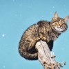 (猫三国哪个武将好)全面解析猫三国攻略：从新手入门到高手玩法的终极指南