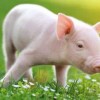 揭发:羊、鼠、蛇、猪:2026天天免费资料百度及2025年天天免费资料百度和5555-科学释义、专家解析解释与落实,抵制不实广告