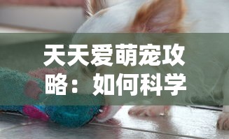 天天爱萌宠攻略：如何科学养育并提高宠物健康水平的详细介绍与实用建议