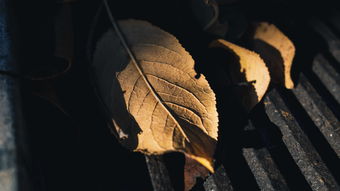 (掌门别挂机全部功法)掌门别挂机免广告版特色功能全面介绍