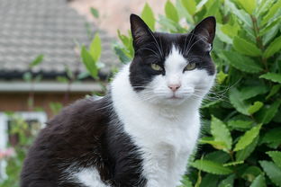 (小小大星球百科)探寻小小大星球:体验微观世界中的无穷魅力与奇妙冒险 (小小大星球百科)探寻小小大星球:体验微观世界中的无穷魅力与奇妙冒险