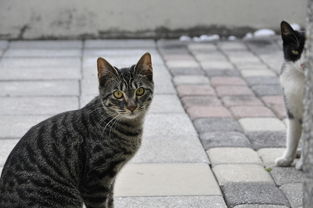 (小猫咪 小游戏)精彩纷呈的小猫咪游戏大全，快来体验可爱喵星人的乐趣！