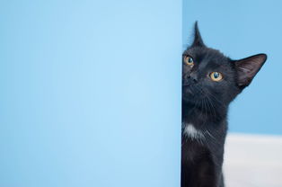 (猫灵相册猫灵图鉴)猫灵相册,究竟是什么?探究神秘的猫灵相册成就与秘密。 (猫灵相册猫灵图鉴)猫灵相册,究竟是什么?探究神秘的猫灵相册成就与秘密。