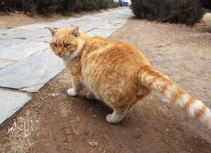 当遇见喵克斯更新后,只留下了猫的世界:新版本带来猫王登场,萌物横行主宰! 当遇见喵克斯更新后,只留下了猫的世界:新版本带来猫王登场,萌物横行主宰!