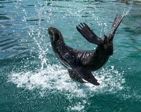 探索海昌海洋公园攻略：从海底世界到极致亲子乐园，畅享全方位海洋奇遇！