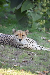 校花的贴身高手最新章节免费阅读，精彩不容错过！立即点击阅读最新内容