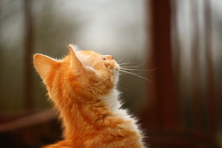 (独奏骑士最新版最强流派)独奏骑士最新版:突破音乐的边界,带来全新体验 (独奏骑士最新版最强流派)独奏骑士最新版:突破音乐的边界,带来全新体验