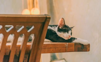 (开心小猫l)开心猫舍小雨君:舒适家园,幸福与欢乐的精灵天堂 (开心小猫l)开心猫舍小雨君:舒适家园,幸福与欢乐的精灵天堂