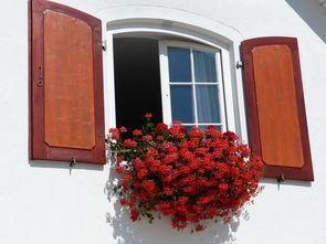 (最佳净化空气吸甲醛植物排名及养护方法有哪些)最佳净化空气吸甲醛植物排名及养护方法