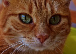 (沉睡的猫咪什么意思)探寻沉睡的猫咪:一个耐人寻味的谜题游戏 (沉睡的猫咪什么意思)探寻沉睡的猫咪:一个耐人寻味的谜题游戏