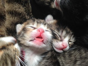 妖精的尾巴魔导少年粤语版:探索魔法与友情交织的奇幻冒险世界 妖精的尾巴魔导少年粤语版:探索魔法与友情交织的奇幻冒险世界