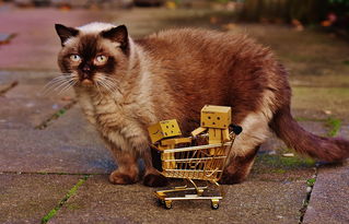(成都火车托运猫)成都到马兰火车旅行:是否可以携带宠物猫一同出行? (成都火车托运猫)成都到马兰火车旅行:是否可以携带宠物猫一同出行?
