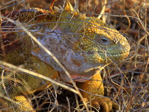 (地牢求生2修改教程)地牢求生2内置菜单功能详解与使用技巧 (地牢求生2修改教程)地牢求生2内置菜单功能详解与使用技巧