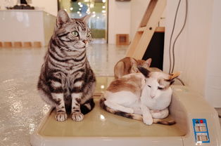 (猫语咖啡老版本)探索旧版猫语咖啡：还保有玩味的魅力吗？