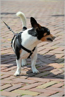 疯狂动物园无广告版:尽情畅游,无惧打扰,享受纯净动物乐园! 疯狂动物园无广告版:尽情畅游,无惧打扰,享受纯净动物乐园!