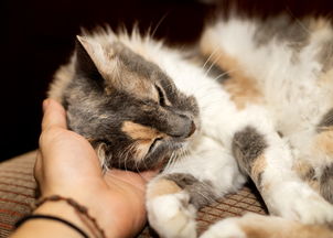 探索口袋宠物的多样性:你知道有哪些可爱的小动物适合养在口袋里吗? 探索口袋宠物的多样性:你知道有哪些可爱的小动物适合养在口袋里吗?