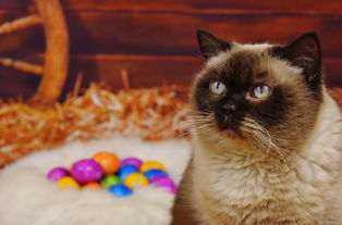 (萌宠综艺节目有哪些)探秘萌宠世界:盘点最受欢迎的萌宠综艺节目排行榜 (萌宠综艺节目有哪些)探秘萌宠世界:盘点最受欢迎的萌宠综艺节目排行榜