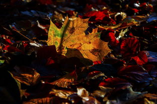 (秋之回忆合集攻略)秋之回忆攻略2：探秋采风，追忆往昔，留住美好季节的点点滴滴