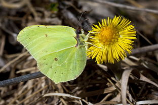 (植物联盟游戏)掌握植物大联盟攻略,成为顶尖植物达人的秘诀大揭秘 (植物联盟游戏)掌握植物大联盟攻略,成为顶尖植物达人的秘诀大揭秘