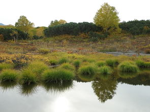 探秘自然之美:寂静森林攻略,探寻密林之神秘,感受大自然的魅力 探秘自然之美:寂静森林攻略,探寻密林之神秘,感受大自然的魅力