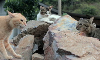 (猫咪斗恶龙3代)探秘猫咪斗恶龙3：异世界冒险之旅，勇者猫咪与凶恶龙的对决！
