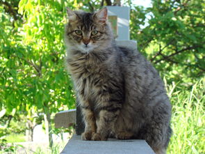 (喵喵大乱斗破解版下载)三国喵大乱斗:猫咪武将争霸,谁能称霸江山? (喵喵大乱斗破解版下载)三国喵大乱斗:猫咪武将争霸,谁能称霸江山?