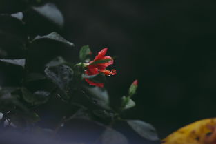 黑猫奇闻社芦苇花详细剧情介绍：发现一段神秘的花海探险历程