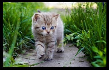 猫咪大作战内置菜单mod最新下载联机版2024无广告-猫咪大作战内置菜单mod无敌版v.7.12