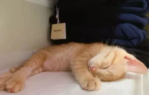 偷吃零食的猫下载手机版2024正版更新版-偷吃零食的猫中文版安卓下载v.2.12 偷吃零食的猫下载手机版2024正版更新版-偷吃零食的猫中文版安卓下载v.2.12