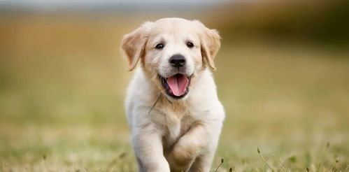 小狗爱旅游官方版2024新版下载-小狗爱旅游官方版下载手机版v.8.37