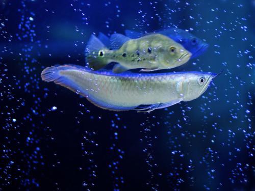 鱼吃鱼无敌秒杀科技无限金币免广告版下载-鱼吃鱼无敌秒杀科技汉化版下载v.4.48 鱼吃鱼无敌秒杀科技无限金币免广告版下载-鱼吃鱼无敌秒杀科技汉化版下载v.4.48