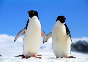 企鹅兄弟2024下载-企鹅兄弟无广吿免费下载v.2.69