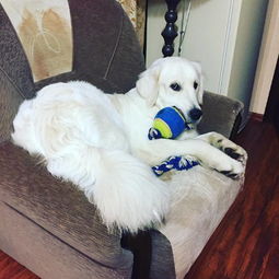 猫猫狗狗一起玩游戏安卓版下载-猫猫狗狗一起玩手机版汉化版（暂未上线）v.2.34