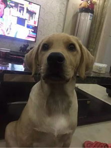 拉布拉多警长杜啦CP：新番热议，粉丝热烈讨论角色搭配与情感表现