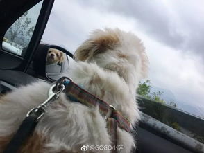 狗狗特工队主题曲:勇敢无畏的狗狗们,为保护世界而奋勇前行的音乐力量! 狗狗特工队主题曲:勇敢无畏的狗狗们,为保护世界而奋勇前行的音乐力量!