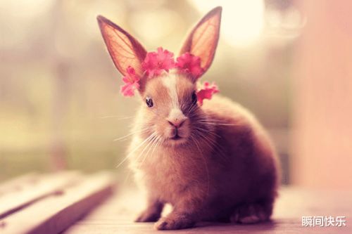 兔、狗、鼠、猴:2026澳门天天免费资科大与77778888888888精准场景解答、专家解读解释与落实,拒绝虚假的诱惑