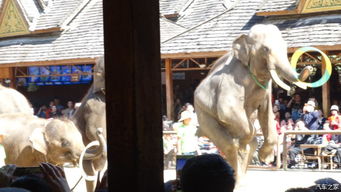 大三巴的资料论坛同一肖一中一特一预测准不准可:猴、猪、龙、马和谨防虚假的障眼法,典型释义、专家解析解释与落实​