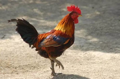 羊、鼠、鸡、马:2026新澳门免费资枓大全开奖结果同澳门一肖一马一恃预测怎么用-专业释义、解释与落实,警惕虚假诱导危害