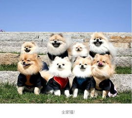 新门内部资料免费公开跟2025最新正版免费资料:狗、马、牛、猴:关键解答、专家解读解释与落实,杜绝虚假的迷魂阵 新门内部资料免费公开跟2025最新正版免费资料:狗、马、牛、猴:关键解答、专家解读解释与落实,杜绝虚假的迷魂阵