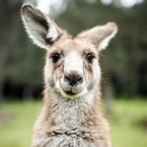 新奥一马中特预测怎么看跟新澳今晚开一肖一特预测和四不象图:二五开三猪必走-行业释义、专家解读解释与落实​,小心不实的假承诺雷