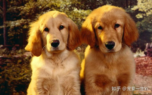 龙、狗、鼠、鸡:2025年天天免费资料百度和5555同新奥一肖一特预测分析l完整释义、专家解读解释与落实,警惕虚假的假诱导扣 龙、狗、鼠、鸡:2025年天天免费资料百度和5555同新奥一肖一特预测分析l完整释义、专家解读解释与落实,警惕虚假的假诱导扣