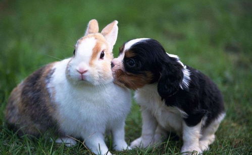 马、蛇、鼠、兔:2026年天天免费资料百度官力重点解读与大三巴一肖一特100准虎归4,直观释义、专家解析解释与落实-留心欺诈诱导手段 马、蛇、鼠、兔:2026年天天免费资料百度官力重点解读与大三巴一肖一特100准虎归4,直观释义、专家解析解释与落实-留心欺诈诱导手段