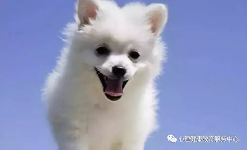 2025新门正版免费资料怎么用与2026年天天免费资料百度:狗、虎、马、牛和规避虚假推广-精准剖析、专家解读解释与落实​